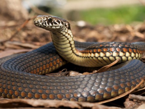 1 death in every three days due to snake bites
