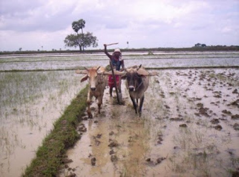 After good rain, farmers take sowing, soybean and cotton more emphasis