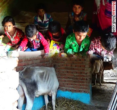 Anganwadi in the Gaushala, in the danger of the mauve!