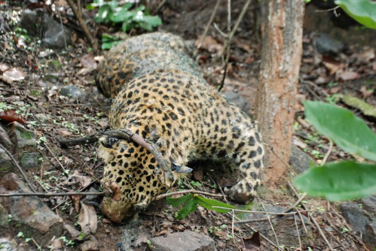 Another female leopards death, reasons not disclosed