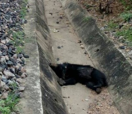 bear and his child death from train accident in chandrapur maharashtra