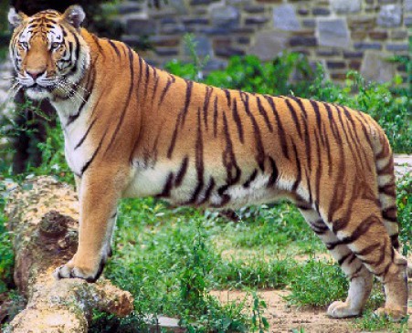 Can be linked to hunting, tigers found in tiger skin, active in investigation of STF case