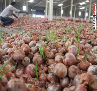 Center not purchased in district, onions rotting in fields