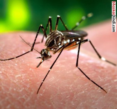 Centeral government scissors on diseases of malaria-dengue