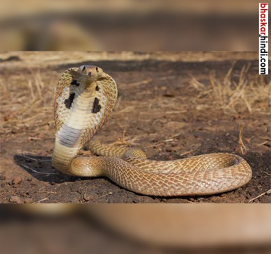 Death of two due to snake bite, death figure rising