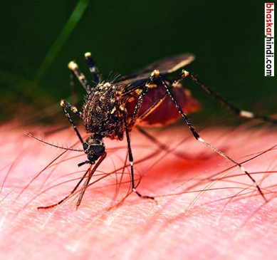 Delhi scientists decode how malaria parasites multiply