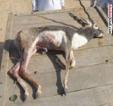 Dogs hunt deer in chhindwara mp