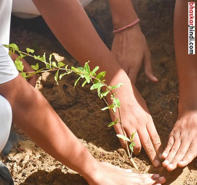 Dried plants, planted in the Van Mahotsav campaign