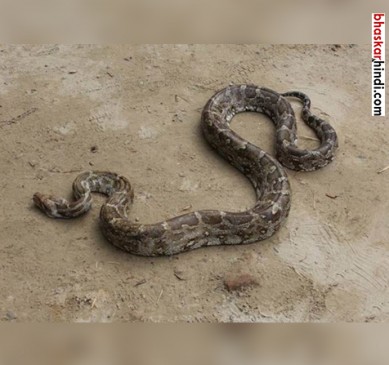 Eight-feet-long Python found in air force aircraft