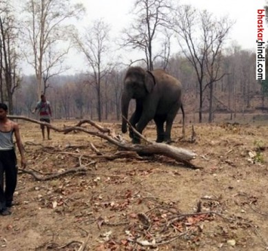 Elephants doing work in kamlapur forest, tourist come for see
