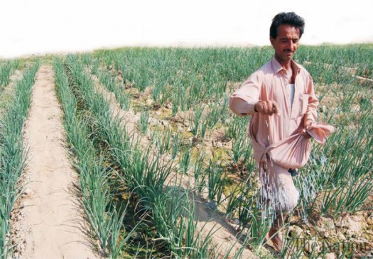 Fights for urea, traders raise prices