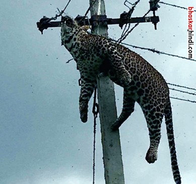 leopard died due to electrocution