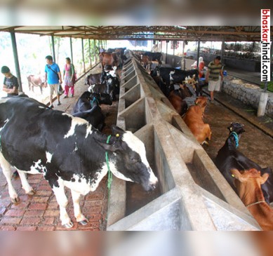 License mandatory for cattle
