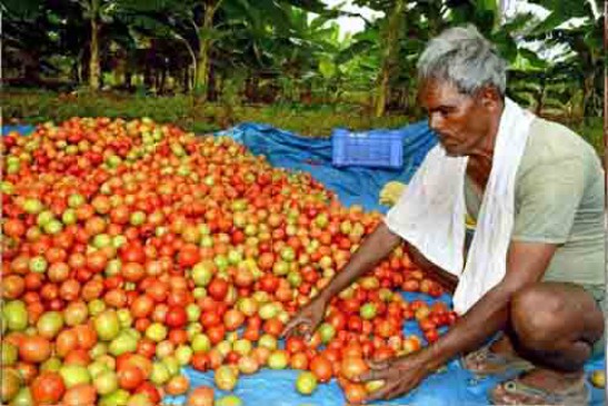 Mumbai police in search of tomatoes thieves