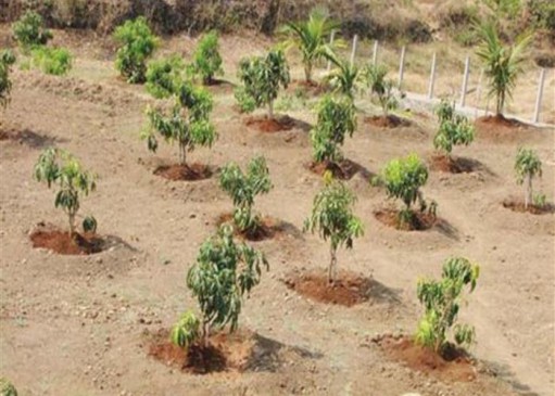 Nasik First and Nagpur Second for planting more than target