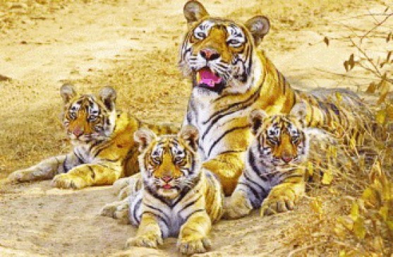 Number of tourists increased in Panna Tiger Reserve