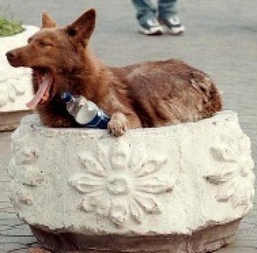 One in every 25 minutes due to rabies in the country