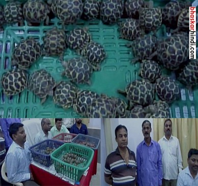 Police seized 200 rare star tortoises at Kalyan railway station