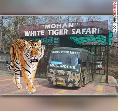 So what will stop White Tiger Safari?