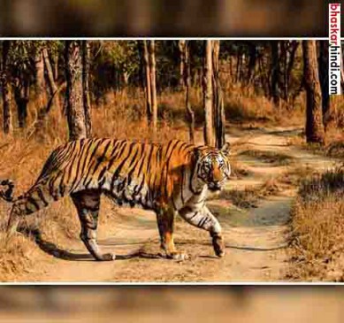 T-123 tiger have saw near Bhopal