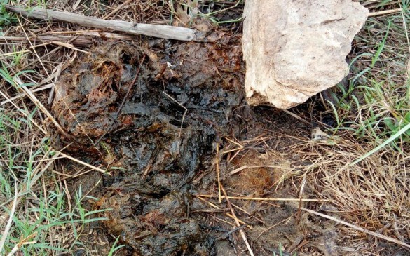 Tiger hunting in Maharashtra