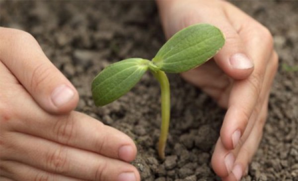 Tree will not dry after planting with Jiba technology