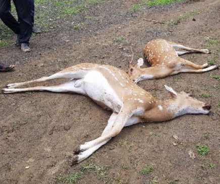 Two deer die killers including farmer