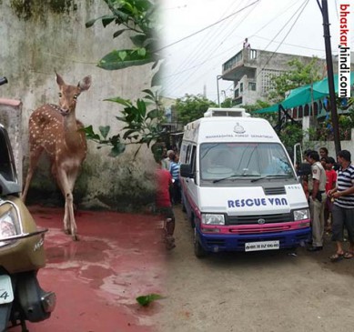 Walks in the homes of deer, Forest department caught