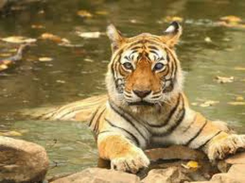 Will the man-eating tigress or freedom be in captivity?