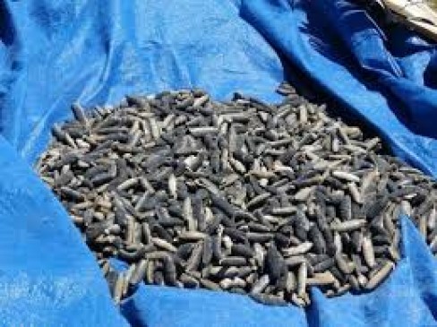 300 kg of sea cucumber seized