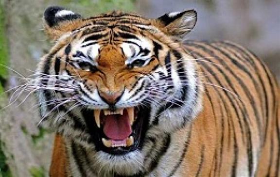 Armanis tigress will be left to the Chapra sanctuary Armanis tigress will be left to the Chapra sanctuary