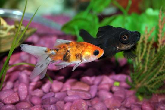 Best place of aquarium in your home according to Vastu shastra