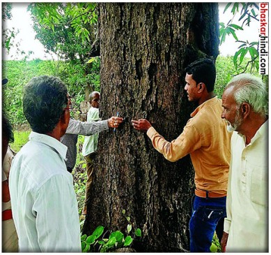 Campaign of district administration,On the preservation of old trees, we will get 1 thousand