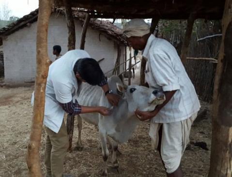 Department of Veterinary Medicine: Two Deputy Directors in one office