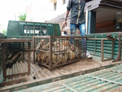 Monkey caught campaign in shahdol, two dozen trapped