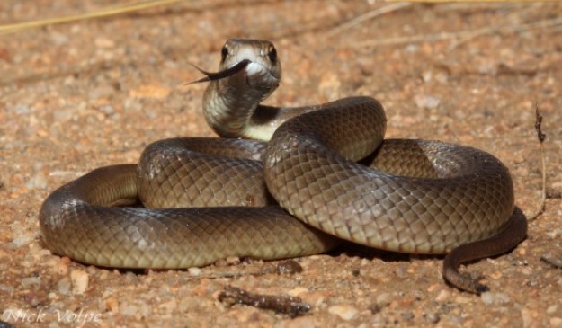 Pregnant lady and her child died due to snake bite