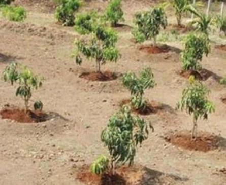 Throat-stricken plant bought, not from forest department, for which he did not