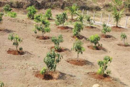 Trouble taking certificates from Guinness Book for plants planted on Narmada