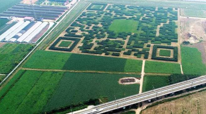 Chinese village built a giant QR code with one lakh trees