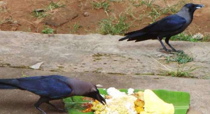 importance of crow, dont do these five work during the shraddha
