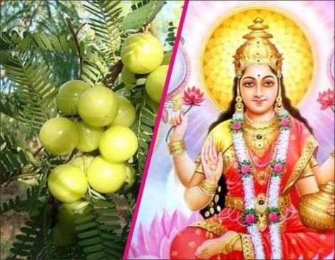 Amla or Akshaya Navami 2017, Amla Navami Vrat Puja vidhi and Date