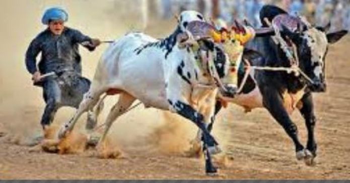 bombay high court retained the hold on bull race
