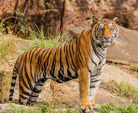 खूंखार बाघिन की जिंदगी और मौत का फैसला जल्द, कोर्ट में पशु प्रेमी ने लगाई याचिका