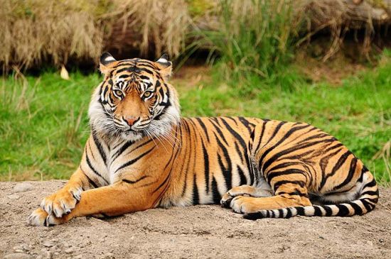High Court has upheld the order of the forest department to shoot the tigress.