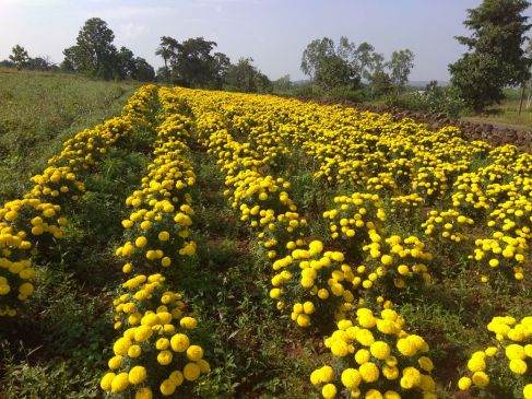 hybrid flowers for diwali festival in market of chhindwara MP