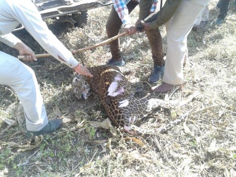 5 Year Old Male Leopard Found Dead in chhindwara