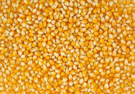 bhavantar scheme: 20 thousand farmers reached in mandi