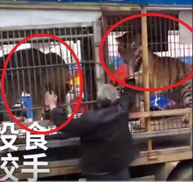 टाइगर के पिंजरे में हाथ डालकर पछताया ये आदमी, देखें Shocking  Video