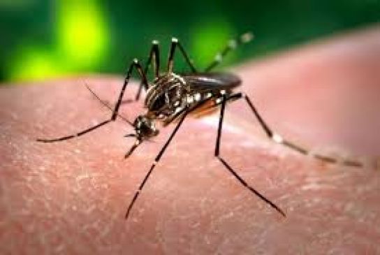 Death of teacher from dengue, 58 Patients Report is Positive