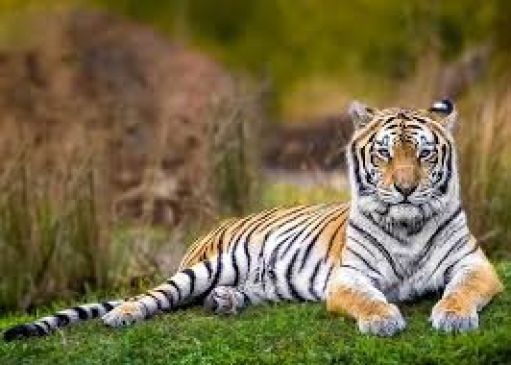 Electricity department is serious about the death of tigers in the state